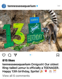 Tennessee Aquarium Instagram post of a lemur with a birthday sign